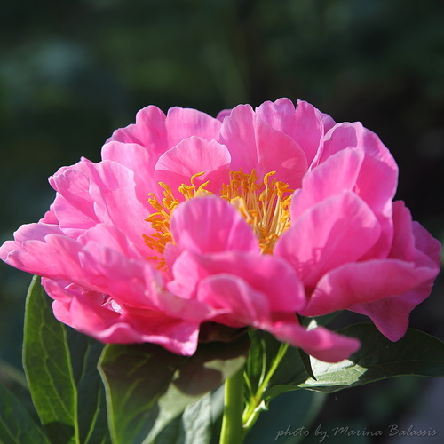 Пион Royal Rose
