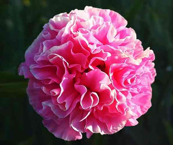 Пион Carnation Bouquet 